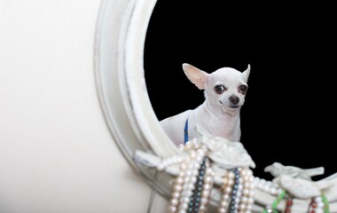 A small purebred puppy of white Chihuahua dog with amazing smile looks into a small antique mirror...