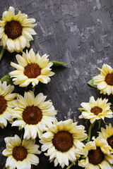 Delicately yellow sunflowers on a gray background. Buds of summer helianthus on the table.