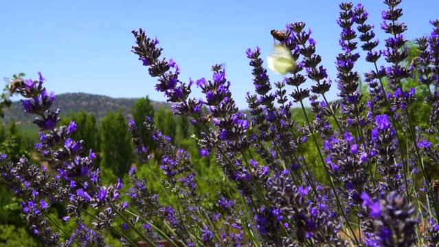 beekeepers harvesting honey from the hive