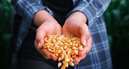 yellow ripe corn grain in woman farmer hand pouring with plantation farm background, industrial agriculture
