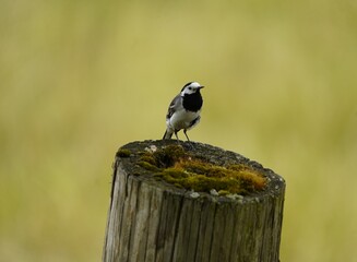 Wagtails are a group of passerine birds that form the genus Motacilla in the family Motacillidae.