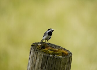 Wagtails are a group of passerine birds that form the genus Motacilla in the family Motacillidae.