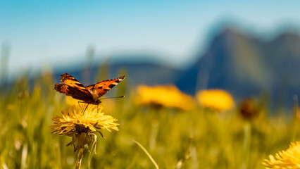 Aglais urticae, small tortoiseshell butterfly at the famous Neunerkoepfle summit, Tannheim, Tyrol,...