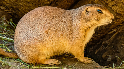Cynomys ludovicans, Black tailed prairie dog, on a sunny summer day