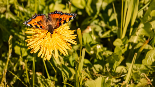 Aglais urticae, small tortoiseshell butterfly at the famous Neunerkoepfle summit, Tannheim, Tyrol, Austria