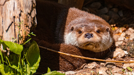 Lutra lutra, Eurasian otter, on a sunny summer day