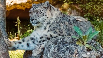 Naklejka na ściany i meble Panthera uncia, snow leopard, resting on a rock in the shadow