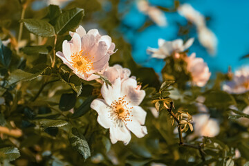 Rosa canina, dog rose, on a sunny summer day near Bad Griesbach, Bavaria, Germany
