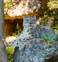 Panthera uncia, snow leopard, resting on a rock in the shadow