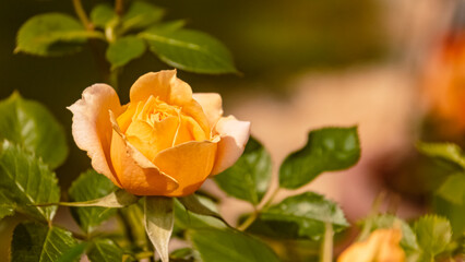 Rosa chinensis, Chinese rose, on a sunny summer day near Bad Griesbach, Bavaria, Germany