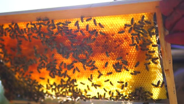 beekeeping and honeybee and agriculture and honey and honeyhive