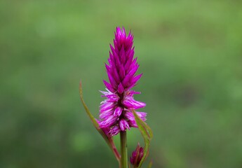 violette Blume in der Natur 