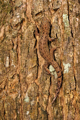 Honduran Leaf-toed Gecko, Honduras Leaf-toed Gecko (Phyllodactylus palmeus) - Roatan island - Honduras // Honduras-Blattfingergecko, Roatan-Blattfinger   © bennytrapp
