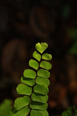 Fototapeta na wymiar fern leaf in the woods