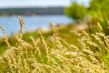Fototapeta premium Golden spikes from the sun on a blue and green background on a sunny summer day.
