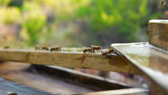beekeeping and honeybee and agriculture and honey and honeyhive
