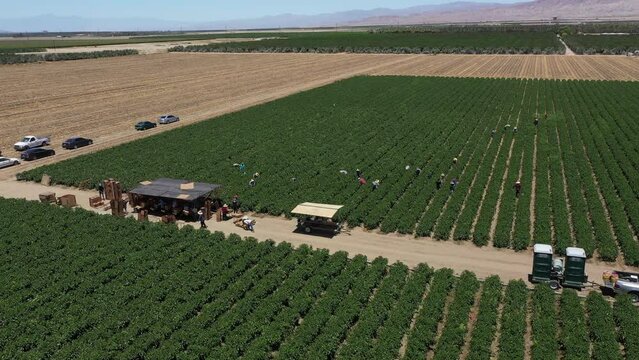 Aerial view of the sunny Palm Springs in the Los Angeles area, California. Individuals engaged in the field