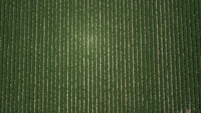 Video of a sunny Palm Springs in the Los Angeles area, California. filmed by a drone