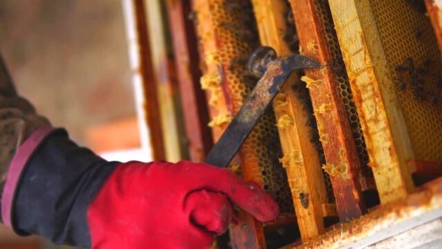 beekeeping and honeybee and agriculture and honey and honeyhive