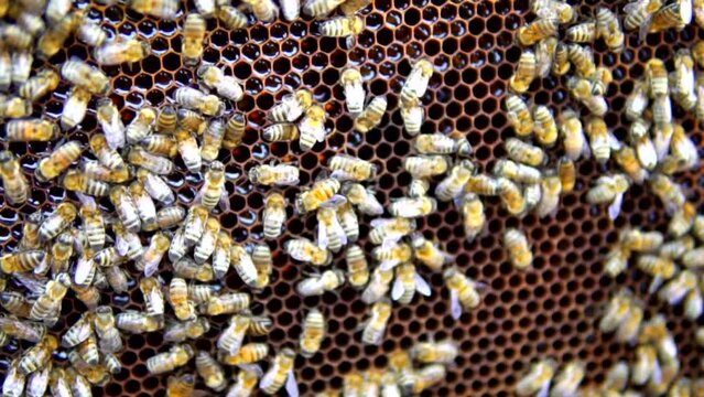 beekeeping and honeybee and agriculture and honey and honeyhive