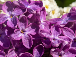 Purple petals of lilac flowers macro photo- natural floral texture background. Extremely close-up of lilac flowers for design