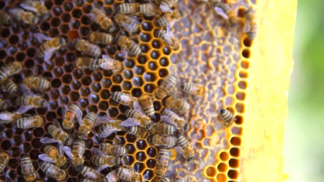 beekeeping and honeybee and agriculture and honey and honeyhive