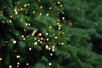 Thick branches of the Christmas tree are decorated with a golden garland.