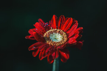 Water Drops on Transvaal Daisy | Gerbera L. is a genus of plants in the Asteraceae family. The...