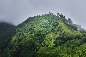 view of the Beautiful Landscape tea plantation in the hills of Darjiling, India, Nature background.