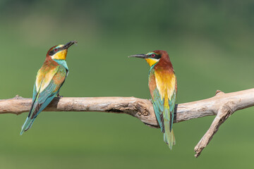 Two european Bee-eater (Merops apiaster) perched on branch .