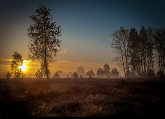 sunrise in the forest