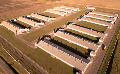 Fototapeta premium Farm building with cows and pigs in the village, aerial view. Cowshed near agriculture field. Production of milk and Animal husbandry. Cow Dairy. Farm animals and Agronomy. Farm of cattle.