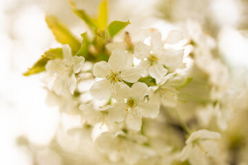 Springtime flowering branches and a bee with copy space banner