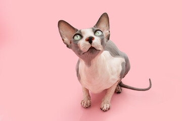 Cute sphynx cat lying down and looking up. Isolated on pink pastel background