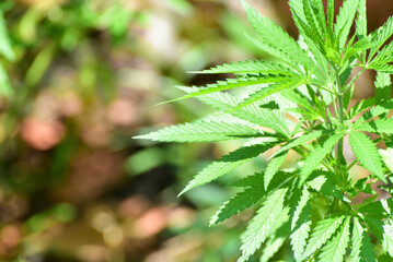 Close-up cannabis leaves, wild hemp photo. Natural drug for medical aims