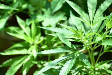 Close-up cannabis leaves, wild hemp photo. Natural drug for medical aims