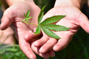 Close-up  leaf of cannabis in arm , wild hemp photo. Natural drug for medical aims