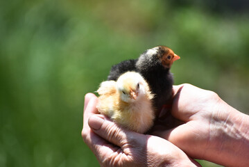 Two newborn chicks in human hands, fluffy cute chicks photo