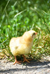 Yellow fluffy newborn chick  standing outdoors in grass , domestic bird photo