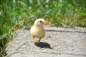 Yellow fluffy newborn chick  standing outdoors in grass , domestic bird photo