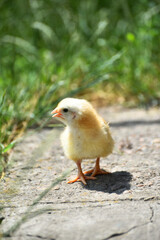 Yellow fluffy newborn chick  standing outdoors in grass , domestic bird photo