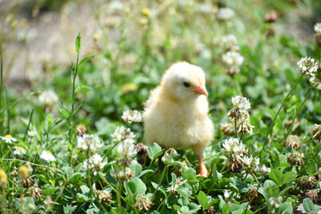 Yellow fluffy newborn chick  standing outdoors in grass , domestic bird photo