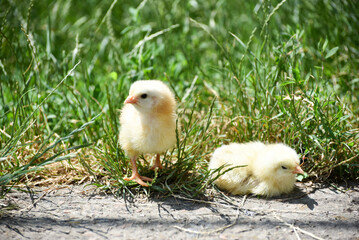Two cute yellow chicks in grass, small chicks in summer. Photo 