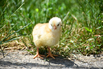 Yellow fluffy newborn chick  standing outdoors in grass , domestic bird photo