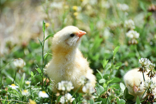 Yellow fluffy newborn chick  standing outdoors in grass , domestic bird photo