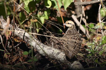 Schopffrankolin / Crested Francolin / Francolinus sephaena