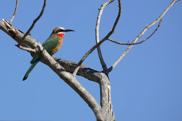 Rotkehlspint / Red-throated Bee-eater / Merops bullocki.