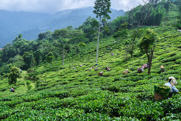 DARJEELING, INDIA, - June 23,2022 Harvesting, Rural women workers plucking tender tea shoots in gardens of Darjeeling, one of the best quality tea in the world, India - obrazy, fototapety, plakaty