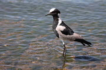 Waffenkiebitz / Blacksmith plover / Vanellus armatus