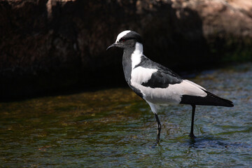 Waffenkiebitz / Blacksmith plover / Vanellus armatus